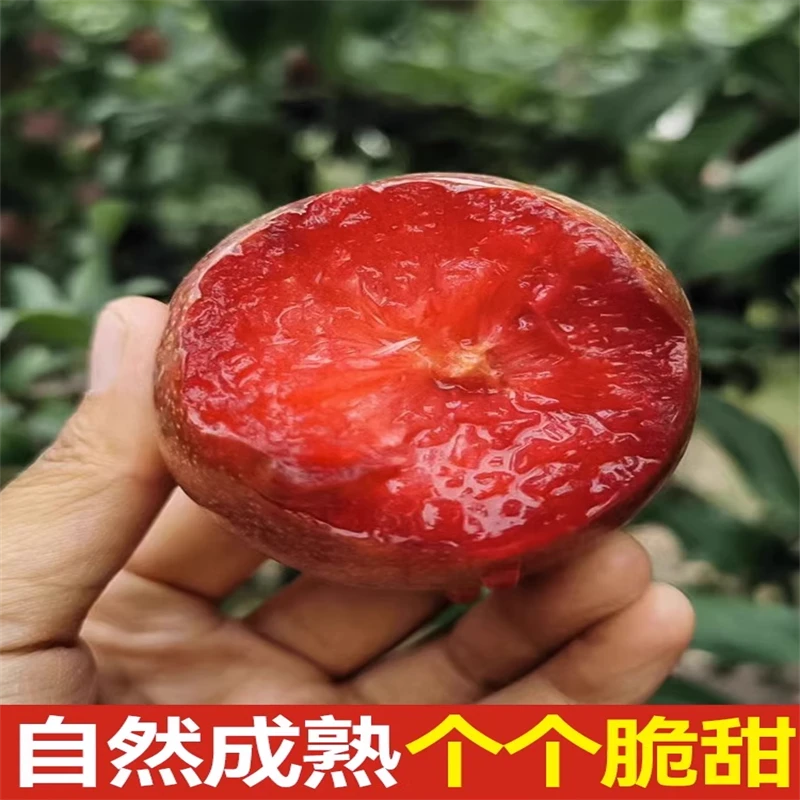 新疆恐龙蛋酸甜红心李子2斤当季现摘孕妇新鲜水果整箱包邮