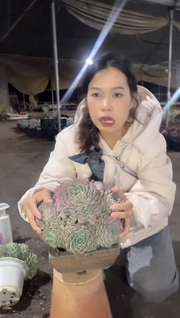 【闪购商品】海琳娜20cm起9.99