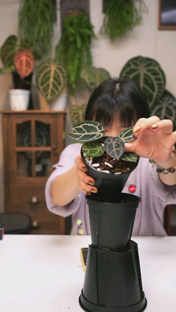 完全开放56  黑红