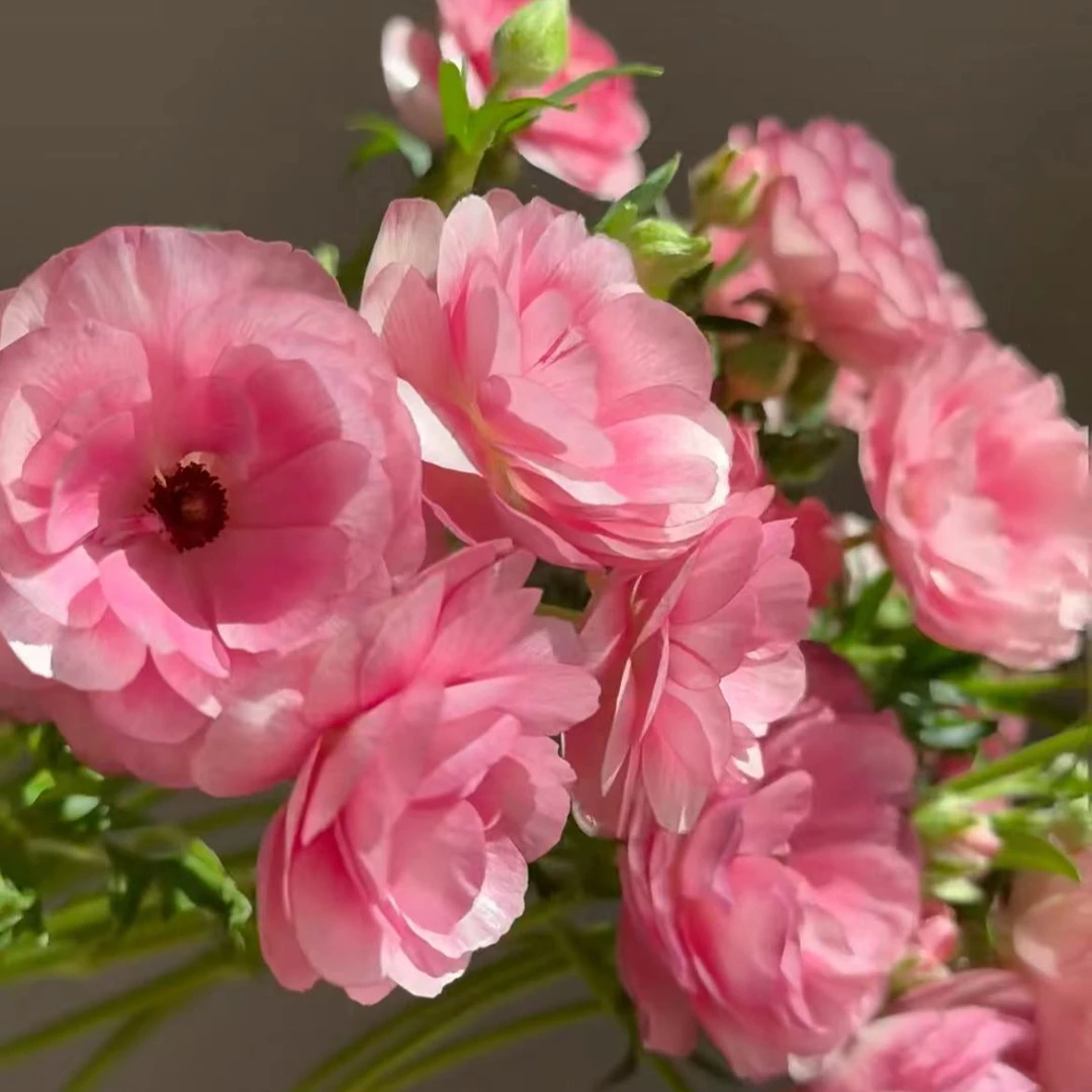 【一品花集】【桃花雪蝴蝶洋牡丹】应季花材必备1单包邮