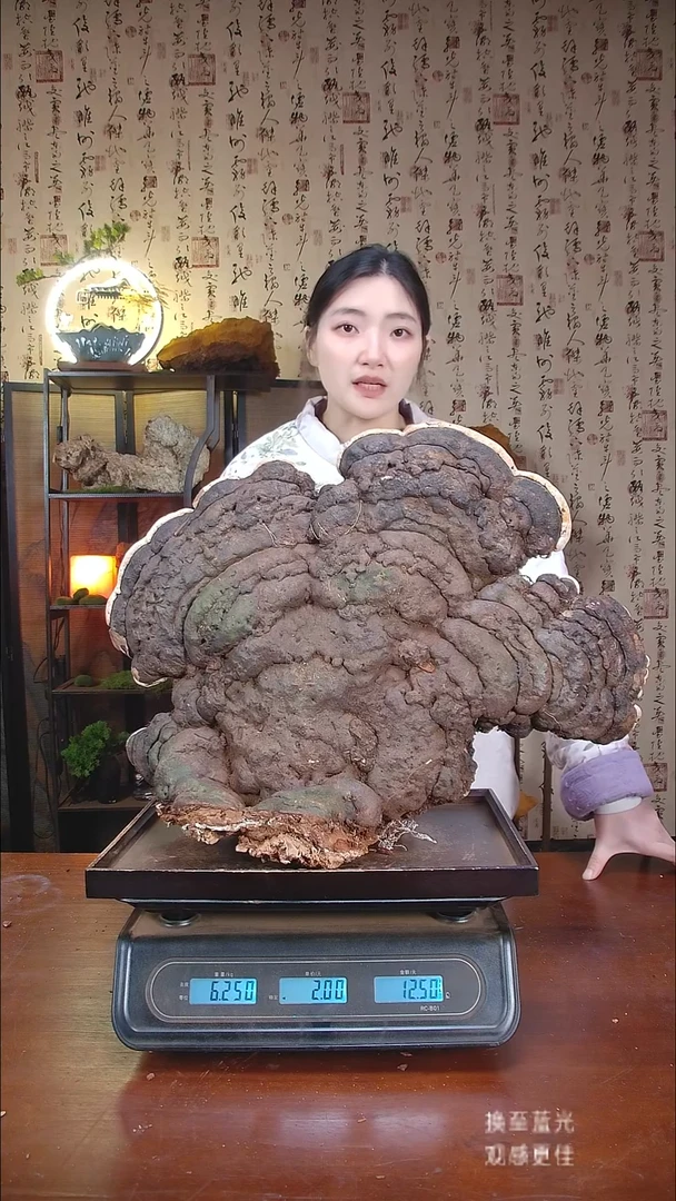 红缘拟层孔菌中国大陆【藏区野生】红缘树舌（12.5斤）130-140年份