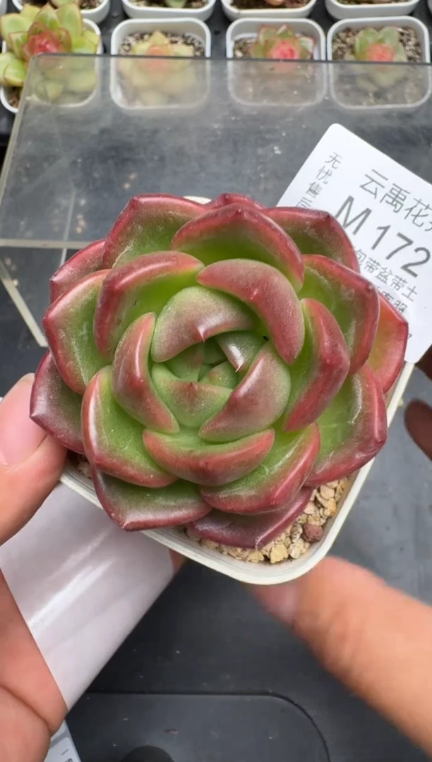 172M当天拍3颗包柚 带盆土纸巾打包 云禹花卉 珍妮多肉植物
