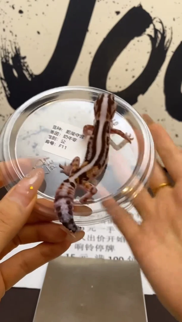 豹纹守宫Scale Tail 爬宠F11