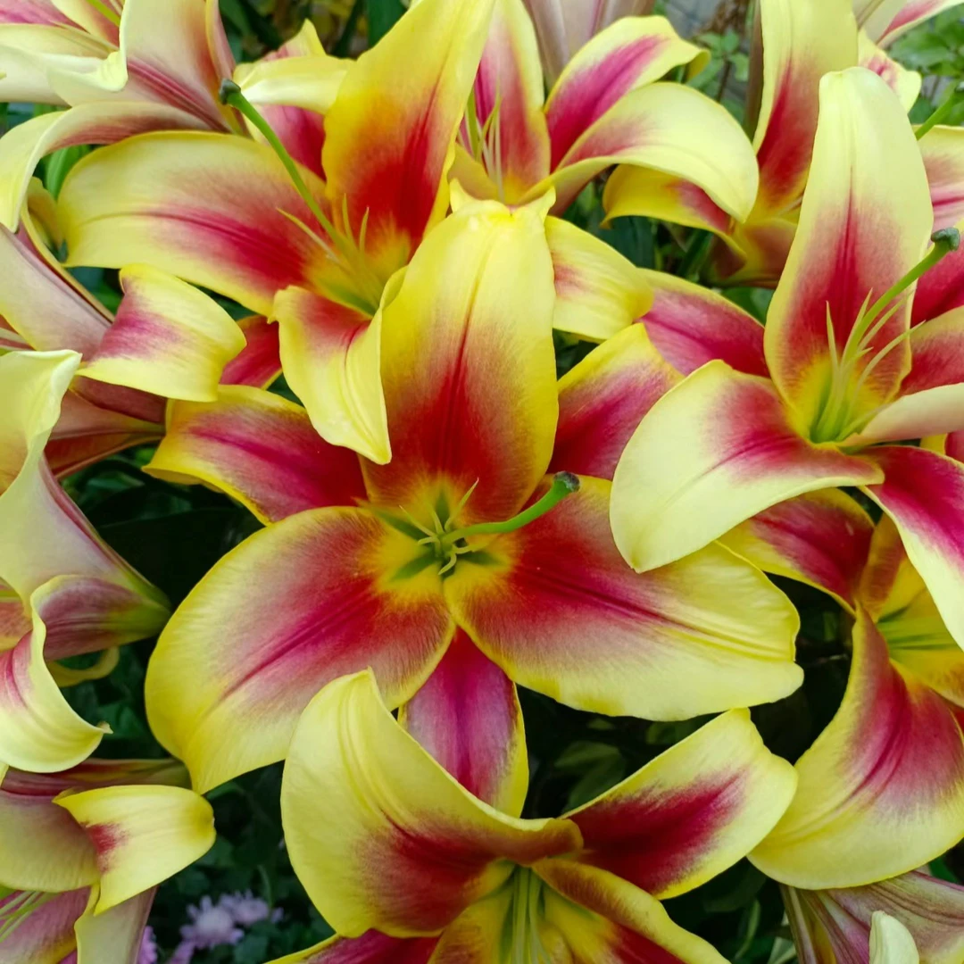 z四季可种1颗【皇冠】18/20 进口庭院阳台百合花球