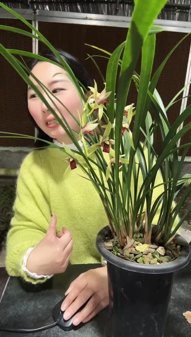 无花朵小国魂3苗  兰花