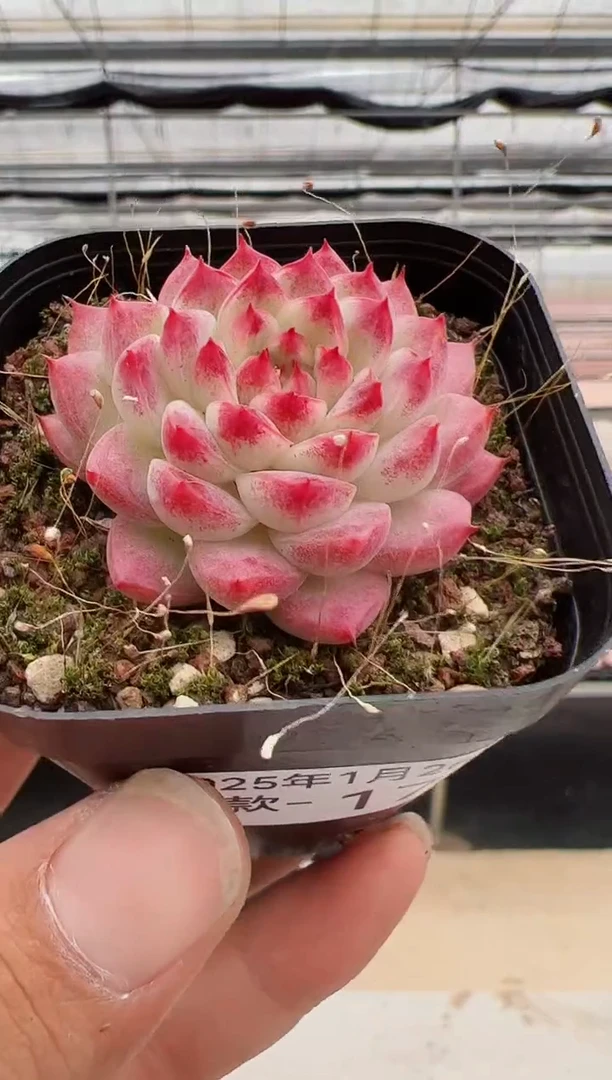 【闪购商品】新款多肉-174