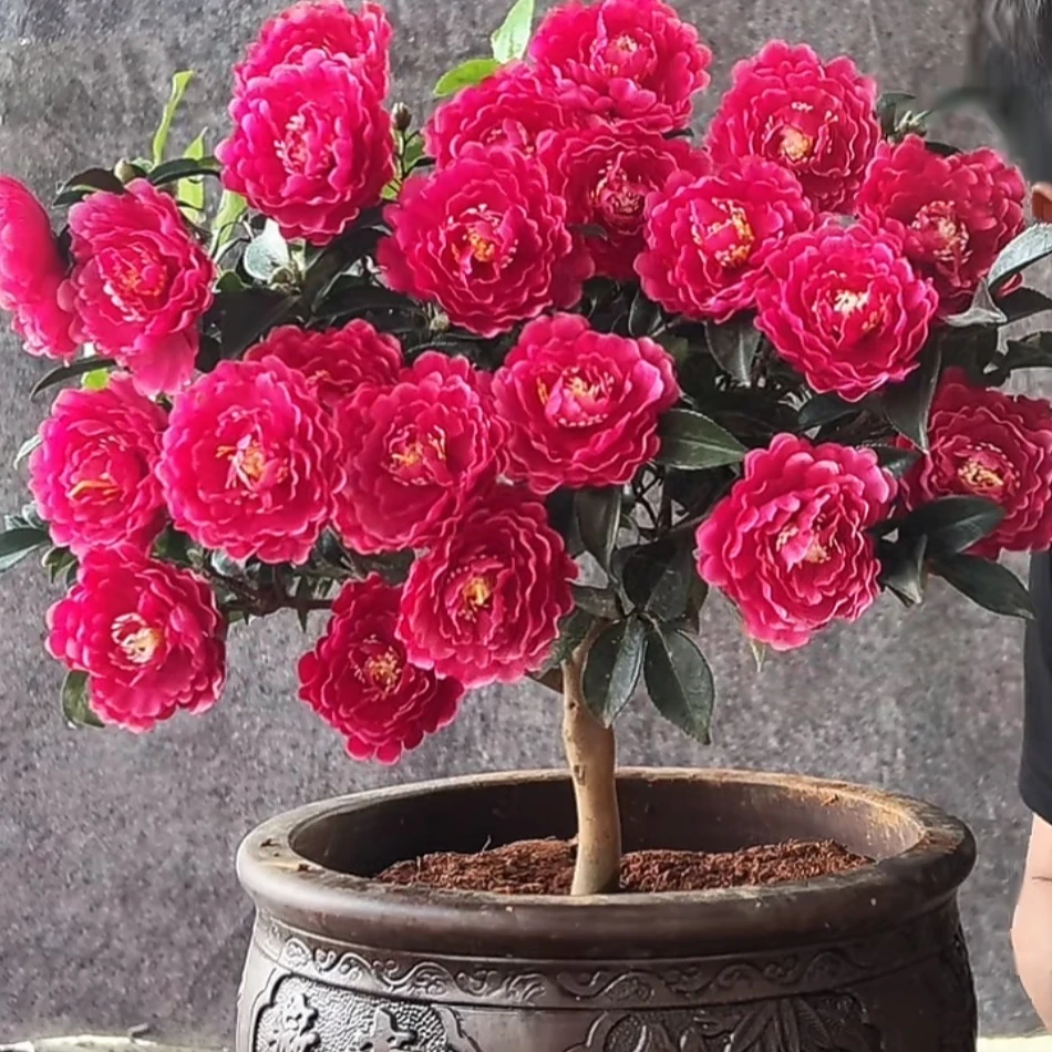 紫红色【财神茶梅】四季茶梅球盆栽茶梅花苗带花苞庭院耐寒花卉室外