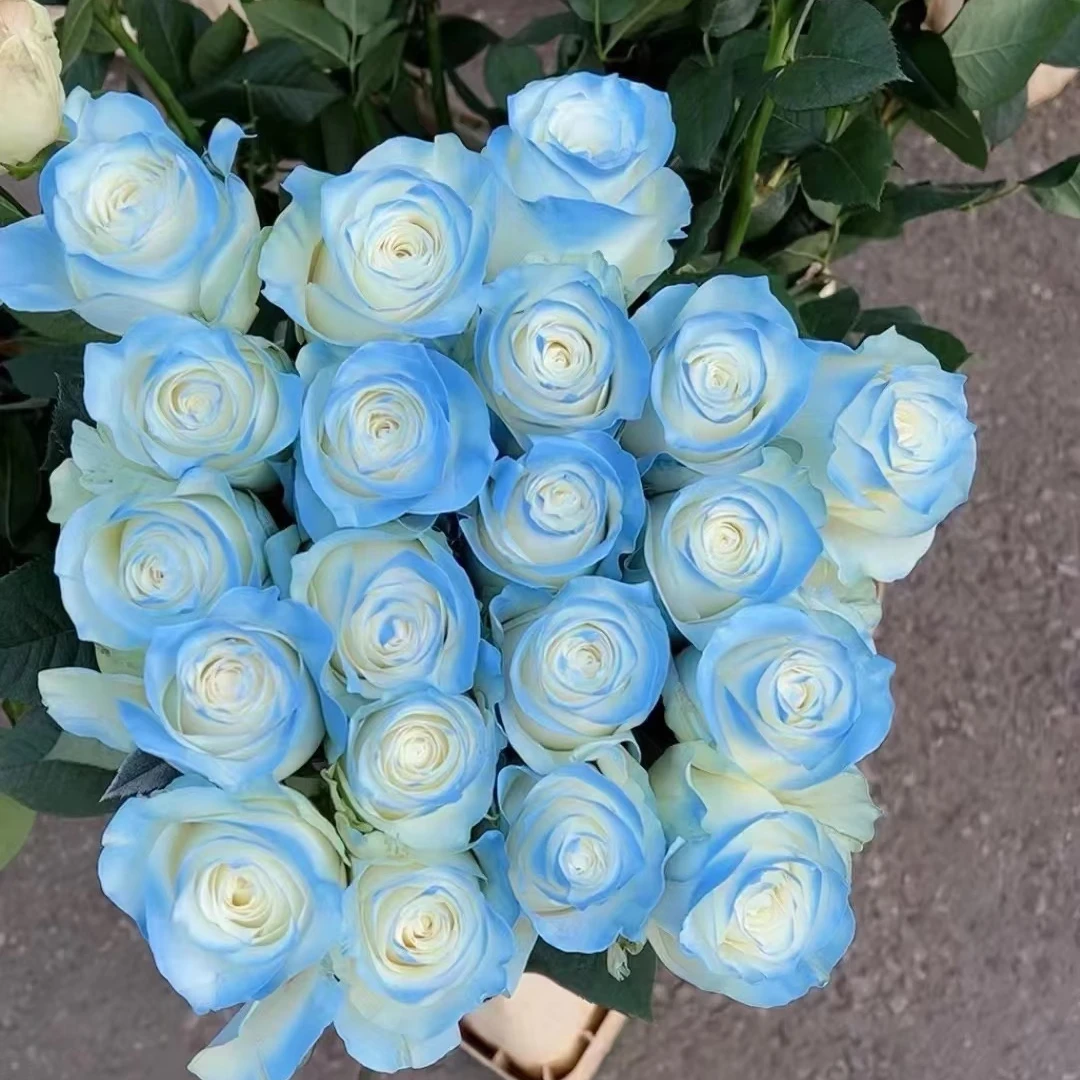 [一单包邮]   骄傲碎冰蓝 「云南基地直发」