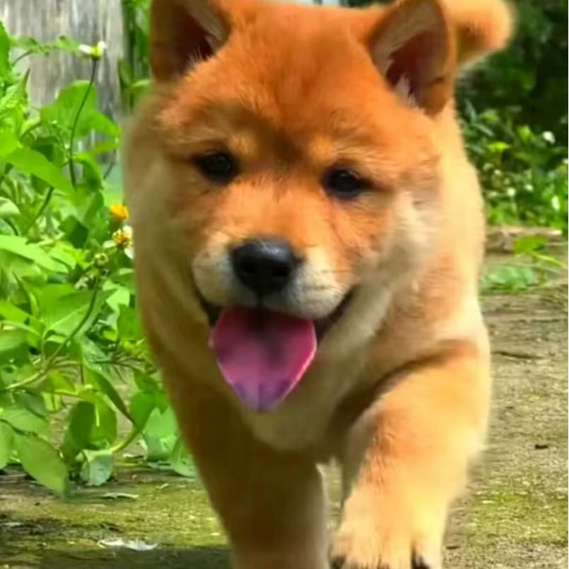 【田园犬狗妈】田园犬活体链接