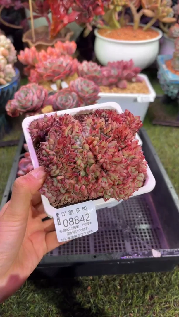 【闪购商品】08842