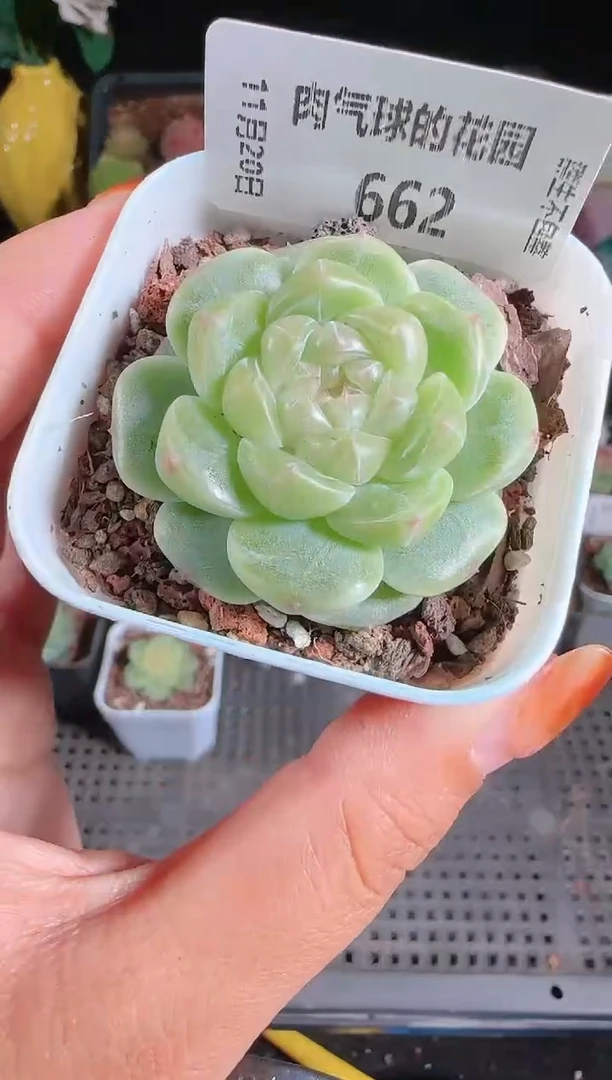 1120-662财富2群生不包整