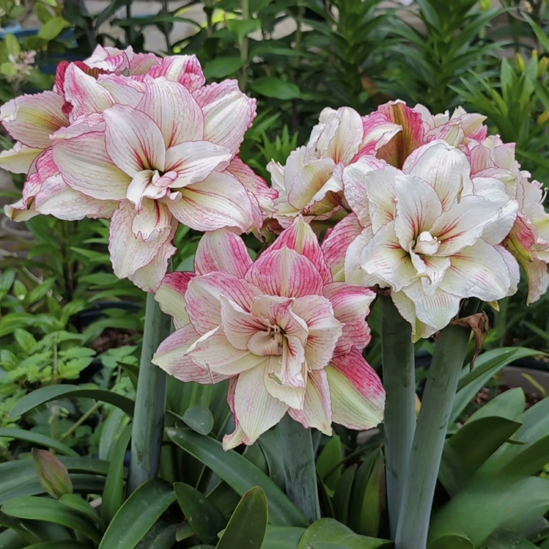 花匠园艺-安吉拉4+