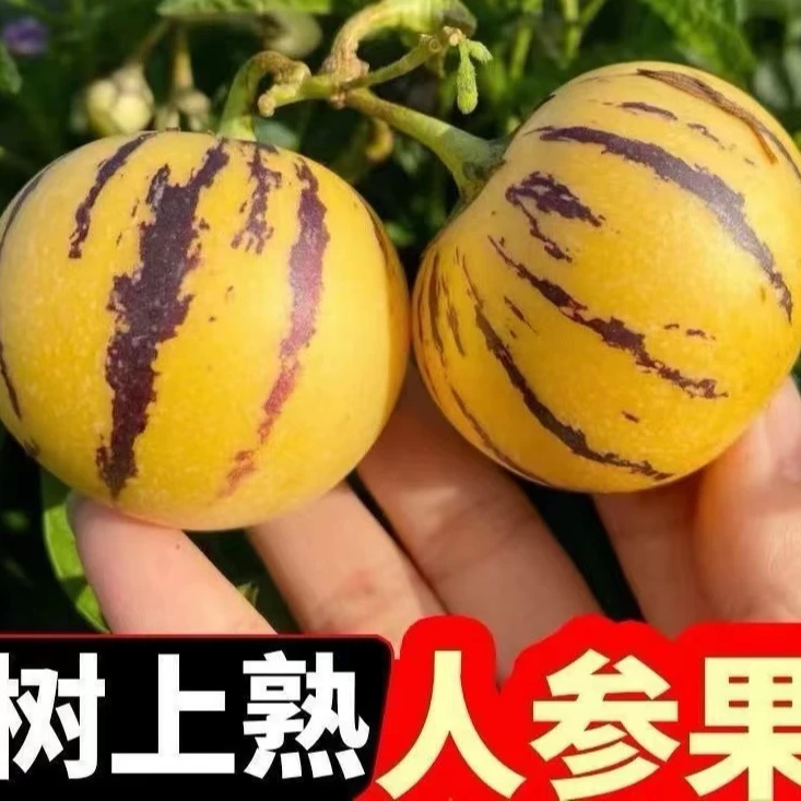 云南人参果高原应季树熟黄肉