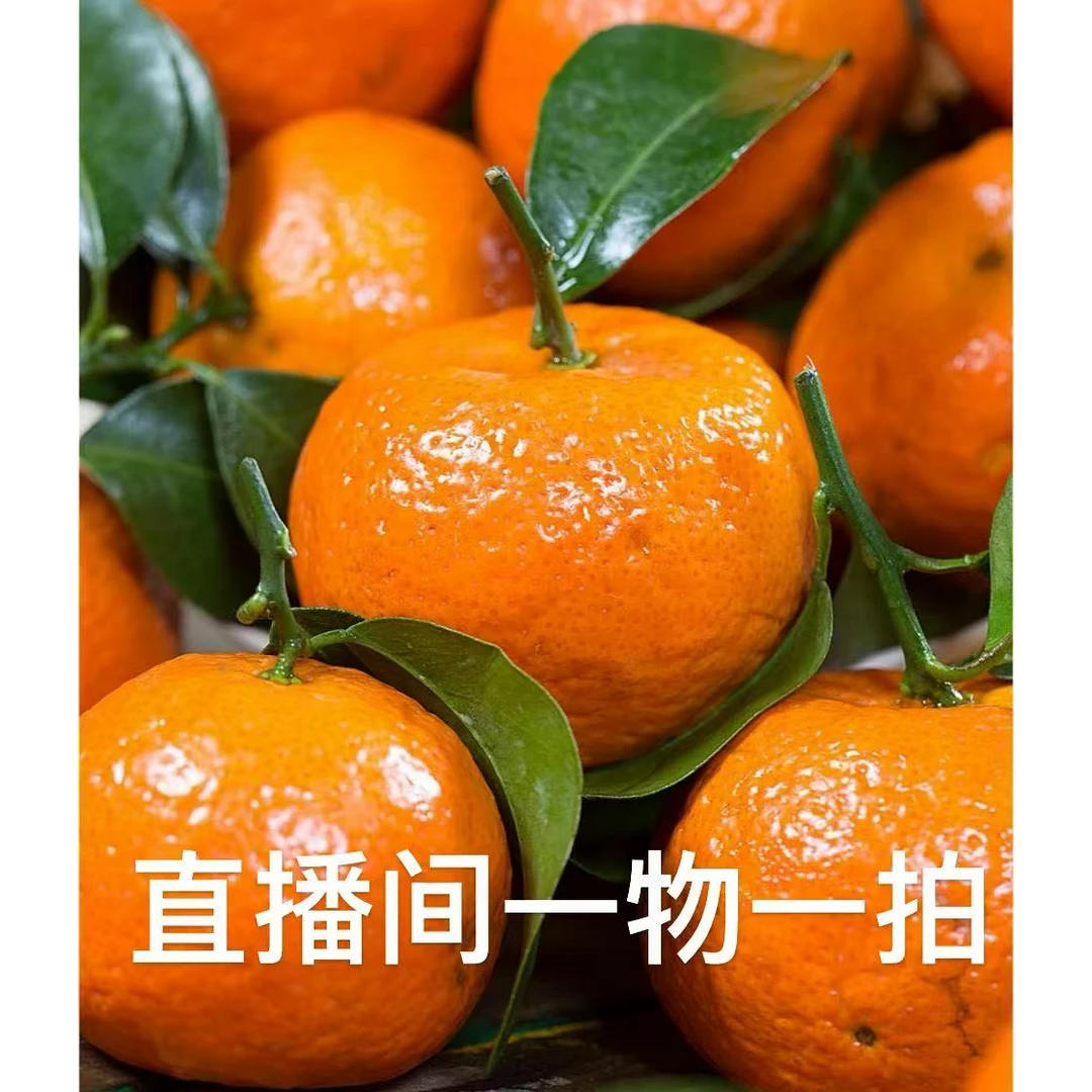 葡萄柚柑橘苹果柚红美人柑橘树苗脐橙