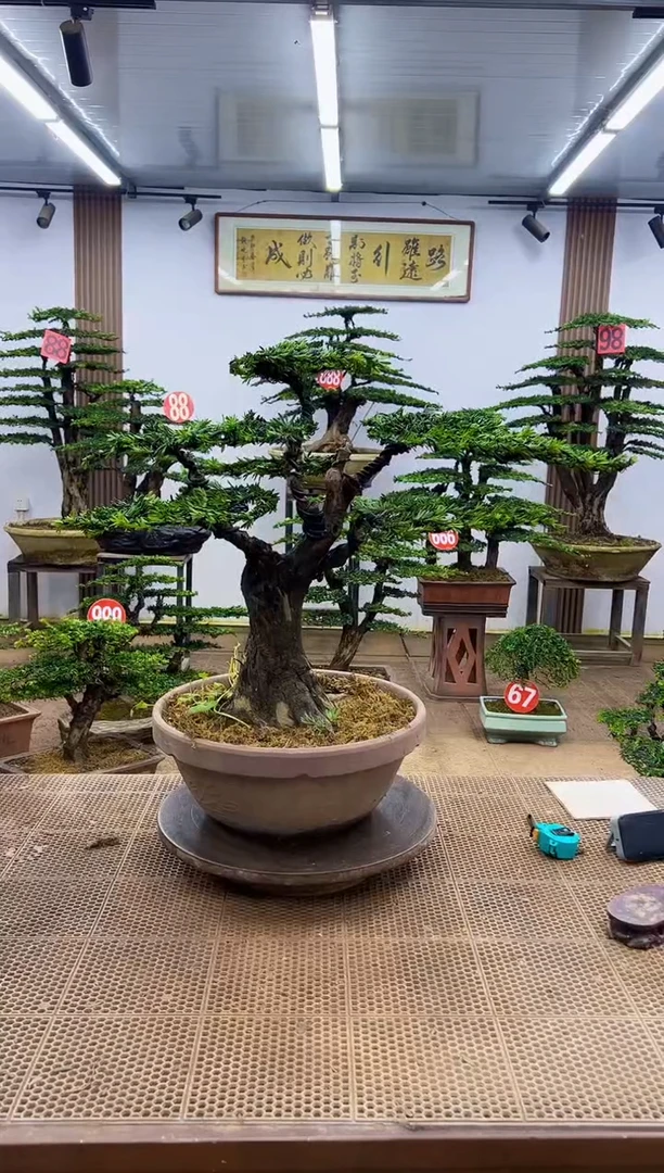 无花朵一物一拍，所见即所得