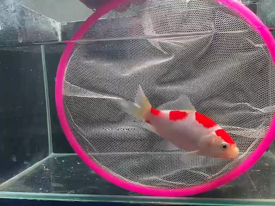 金鱼短尾草金专拍链接116