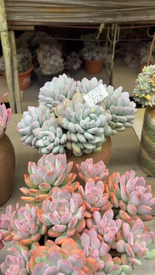 黑*？黑大帅多肉228香奥