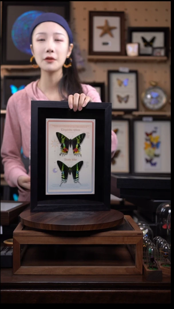 蝴蝶标本摆件一口价l145