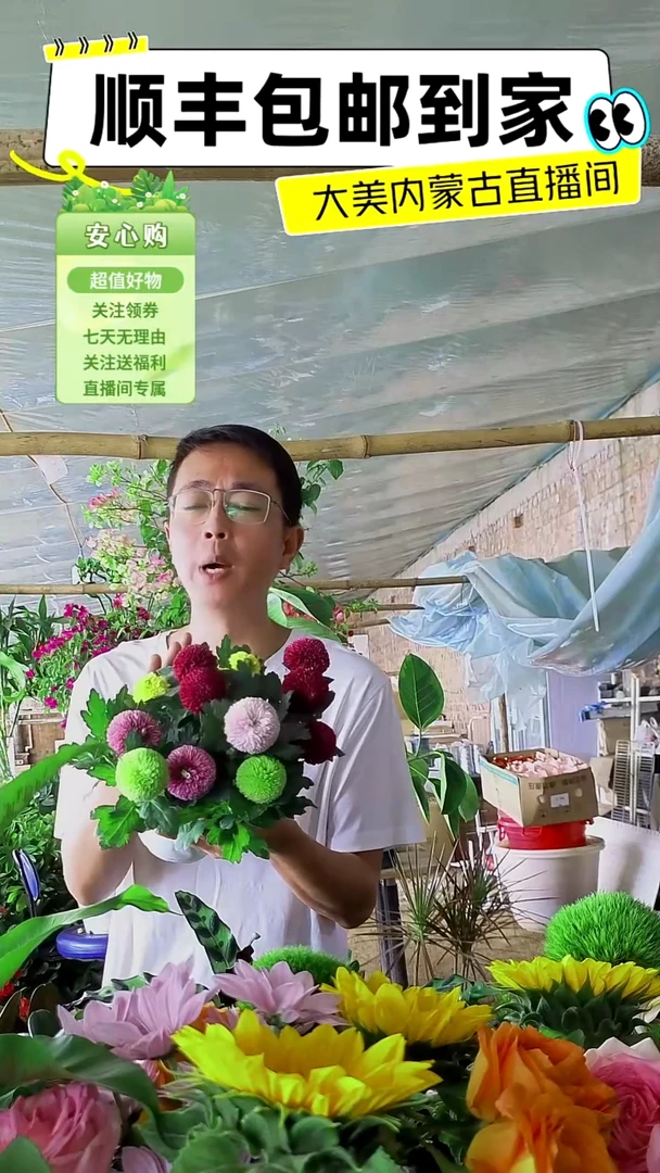 完全开放六色乒乓菊