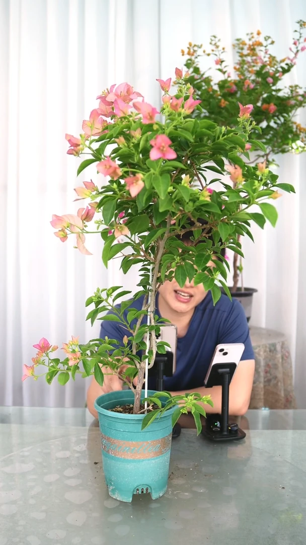 当前无花栽培后可以开花卡雅塔带竹一颗