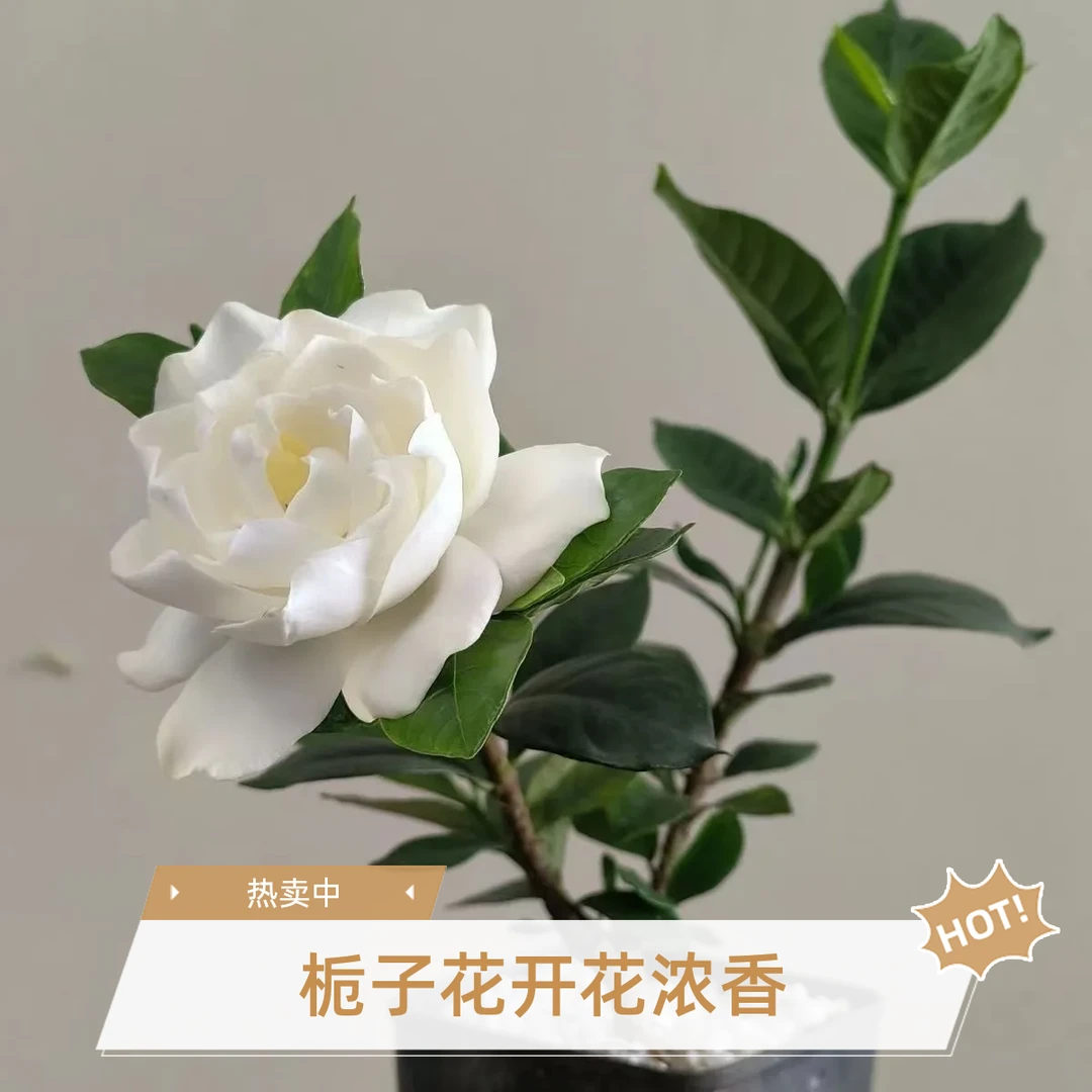 重瓣栀子花名贵稀有品种八重法莲寿星栀子花开花浓香型观赏耐阴植