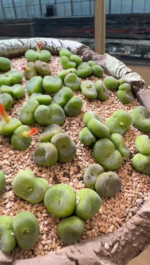 7-240多肉植物肉锥水晶鞋一颗