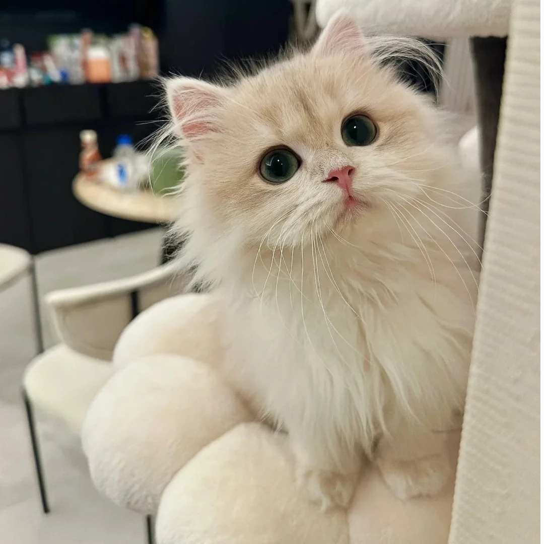 【哈米萌宠】超可爱金渐层猫猫的专属链接