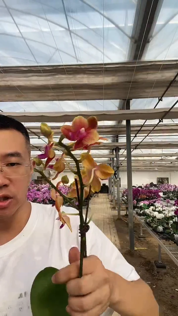 大部分开放少量花苞瑕疵掉花3.0香恋博格利1棵