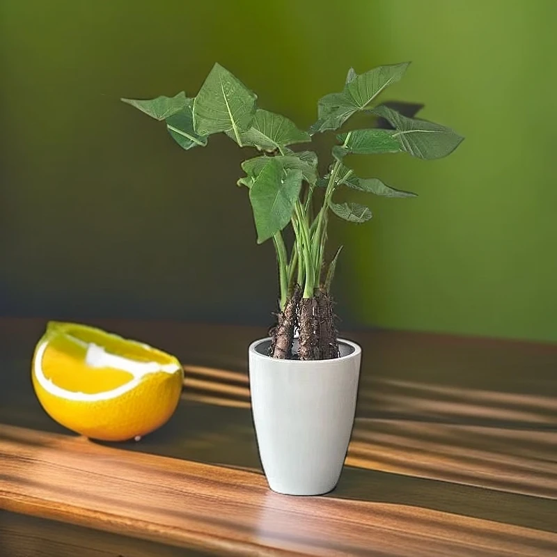 室内好养水土培懒人客厅盆栽大叶霸王芋滴水观音老桩