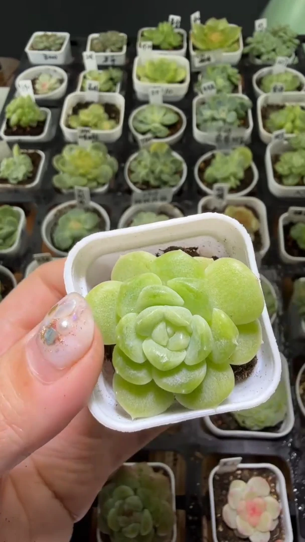 1323  CF5多肉植物