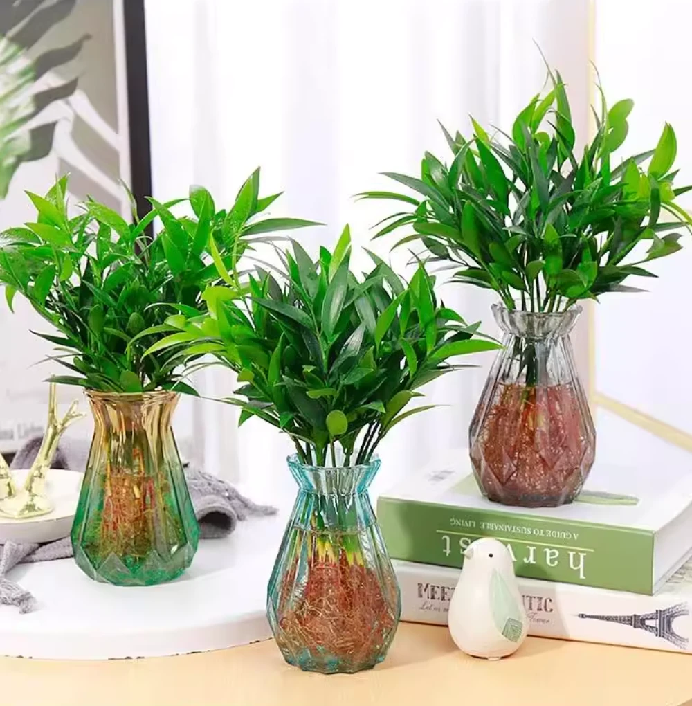 水培竹柏 四季常青花客厅高档植物盆栽绿植室内客办公桌驱蚊好养