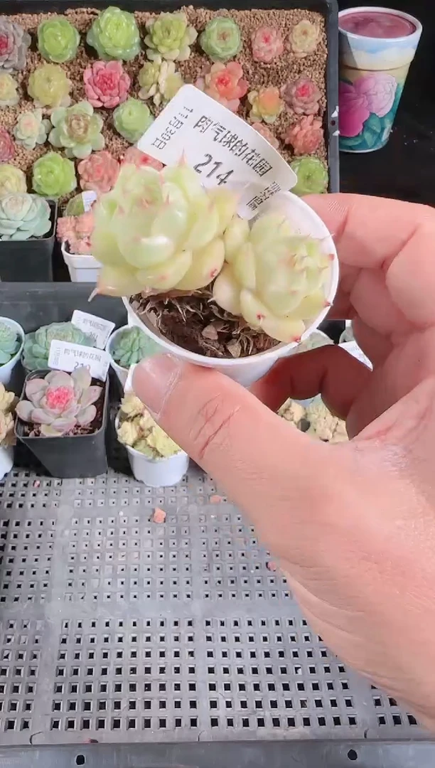 1130-214多肉群生不包整