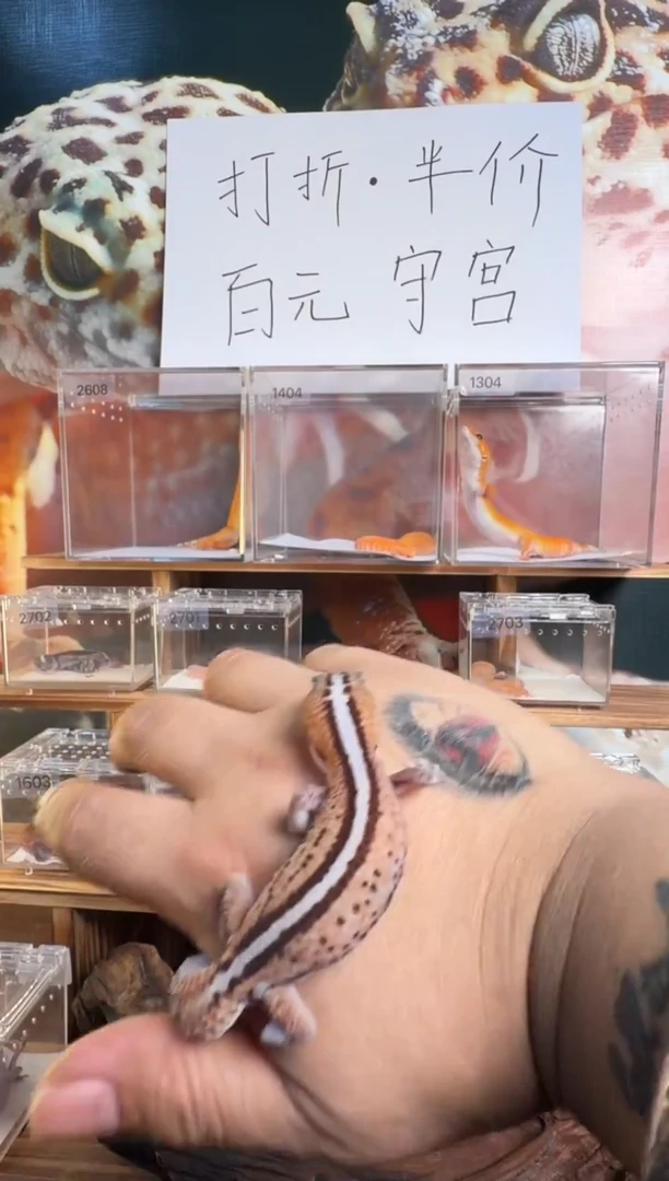 豹纹守宫肥尾守宫