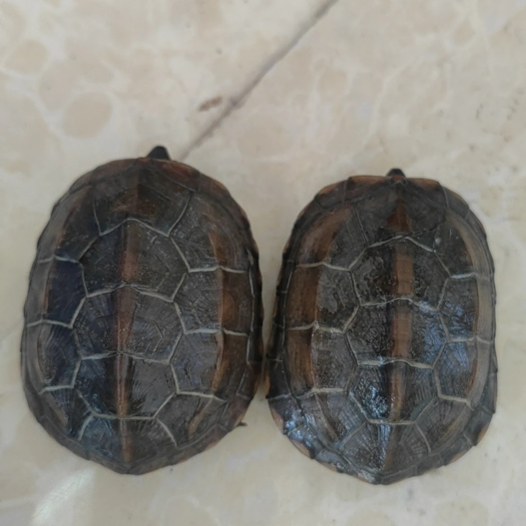 活体顶墨苗中华草龟宠物外塘浅水观赏冷水小龟苗