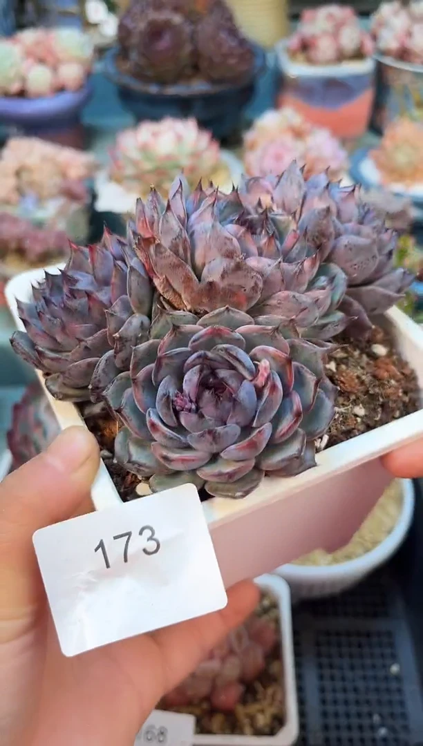 173群生蓝莓多肉