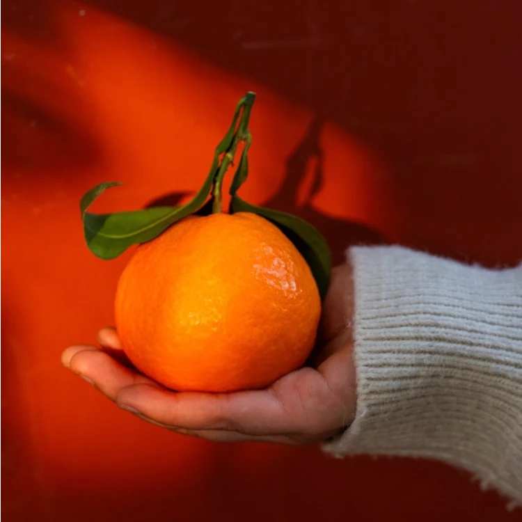 冬见红美人柑橘 果冻橙桔子新鲜当季水果现摘顺丰