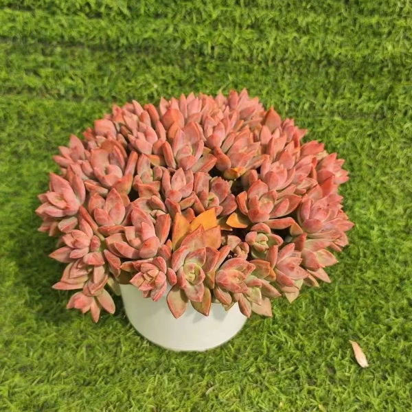 红布丁新手必拍 好看好养 多肉植物云南昆明发货精品多肉