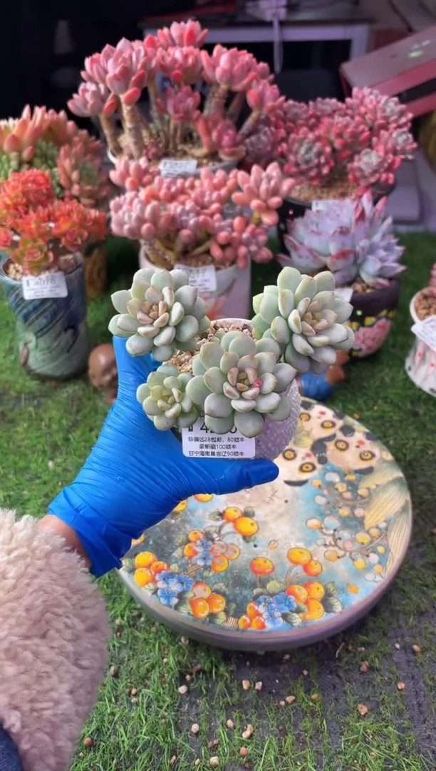 昆明印象多肉4250