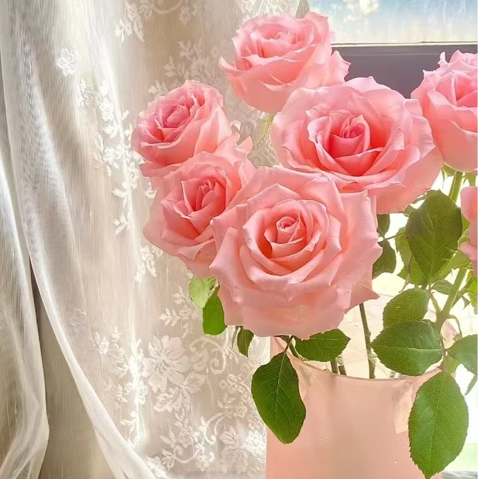 戴安娜粉色玫瑰花：同一地址任意两单送配草，三单可备注送园艺剪刀