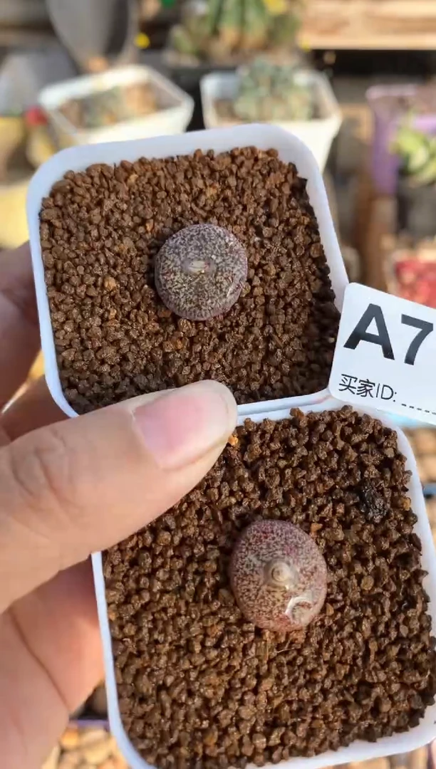 【闪购商品】7613直播一物一拍