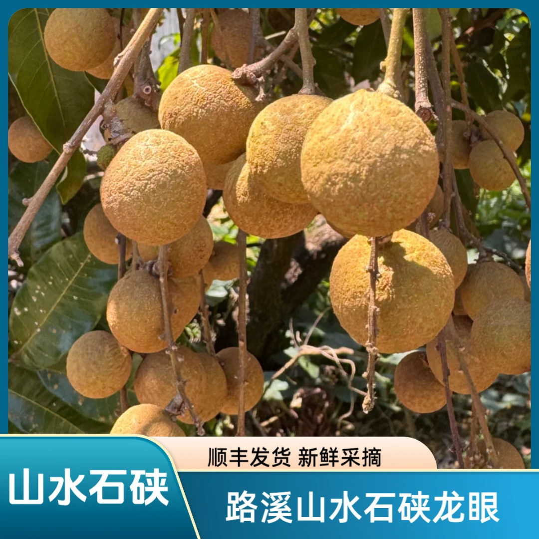 路溪正宗石硖龙眼山水源清甜多汁股广东当季水果顺丰包邮