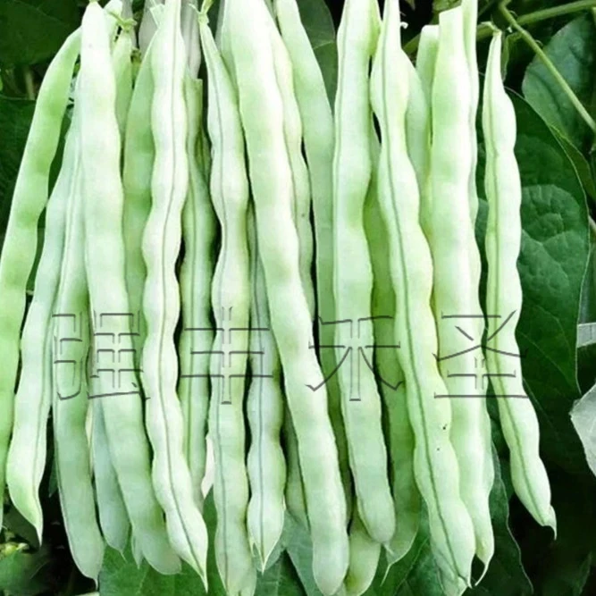 白不老摘不败豆角种子九粒白芸豆种籽四季豆阳台蔬菜老来少豆种孑