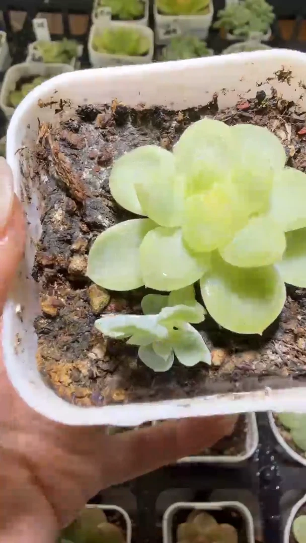 1391  纸鸢多肉植物