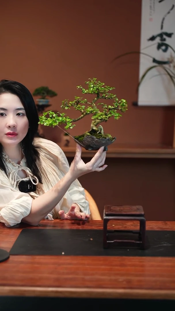 无花朵冬青盆景盆景盆景