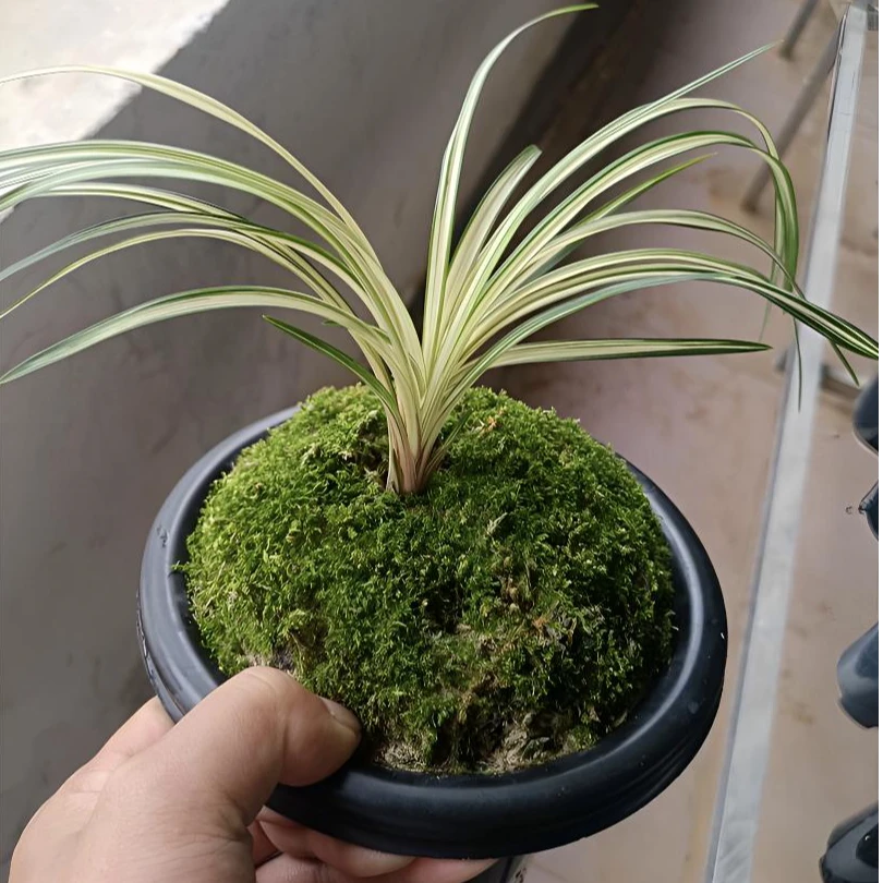 秋芝艺草-秋芝中透-人工种植组培小苗