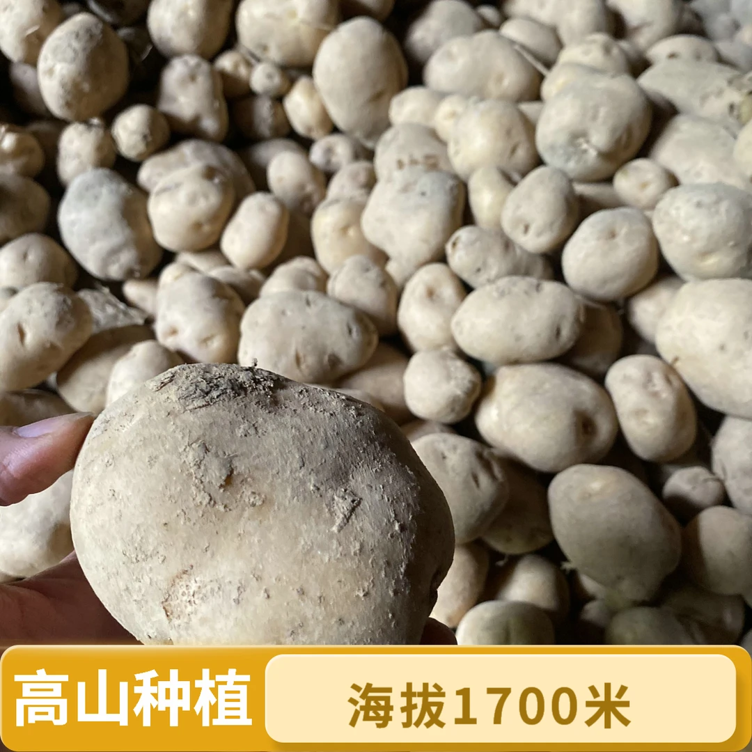 湖北恩施高山老品种农家土法种植马尔科恩施小土豆海拔1700米