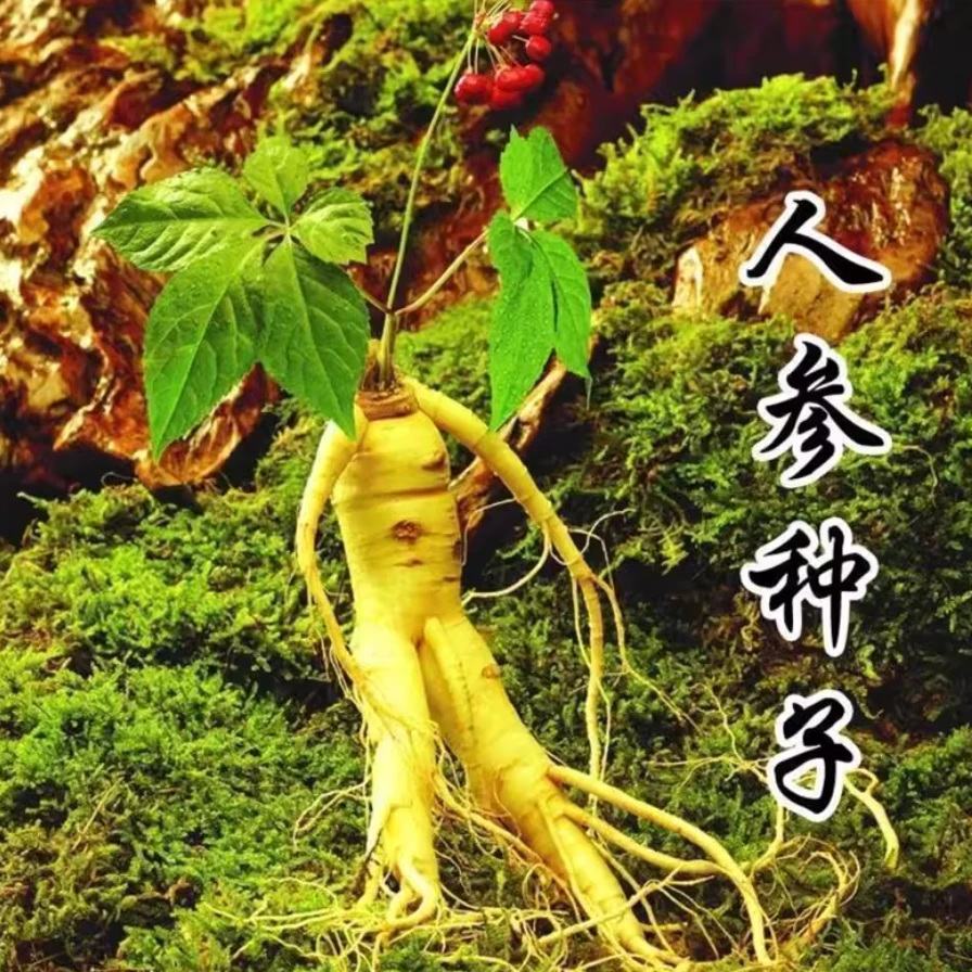 人参种子 长白山种籽山参中草药材盆栽南北室外阳台庭院四季植物
