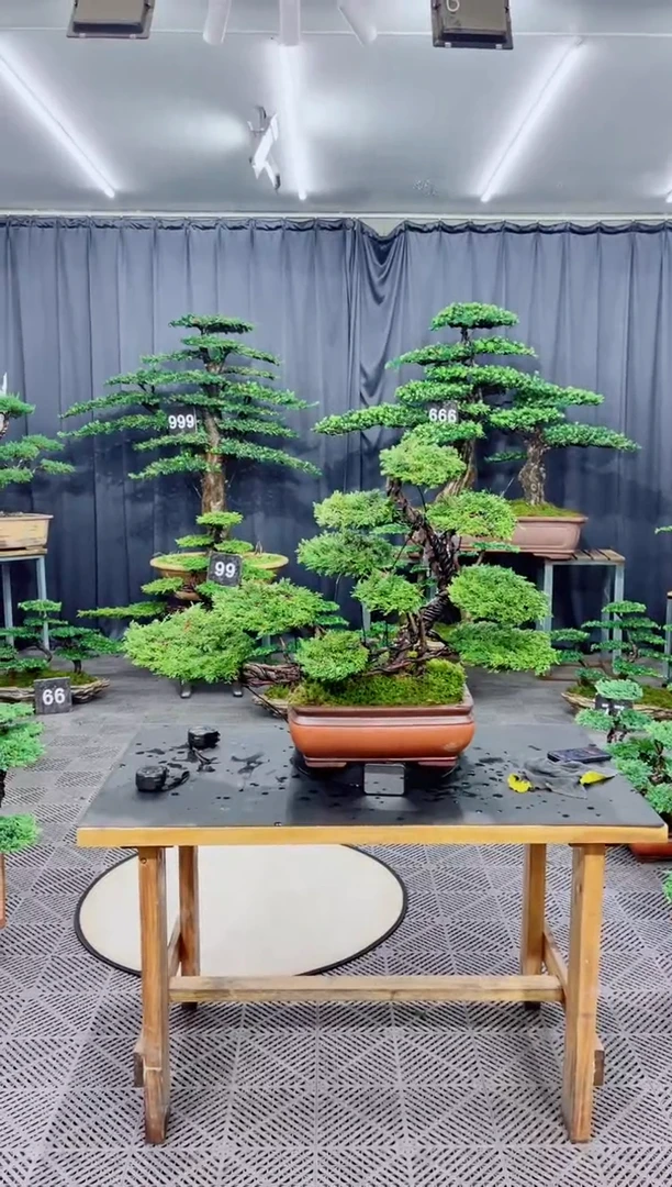 无花朵小**?济州真柏盆景...