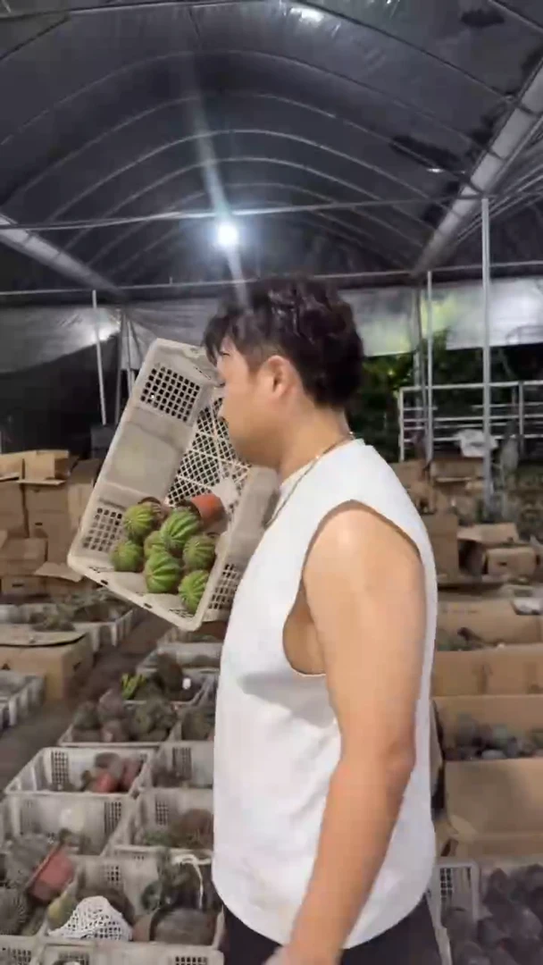 9颗 实生根 席克氏彩草 4-6cm