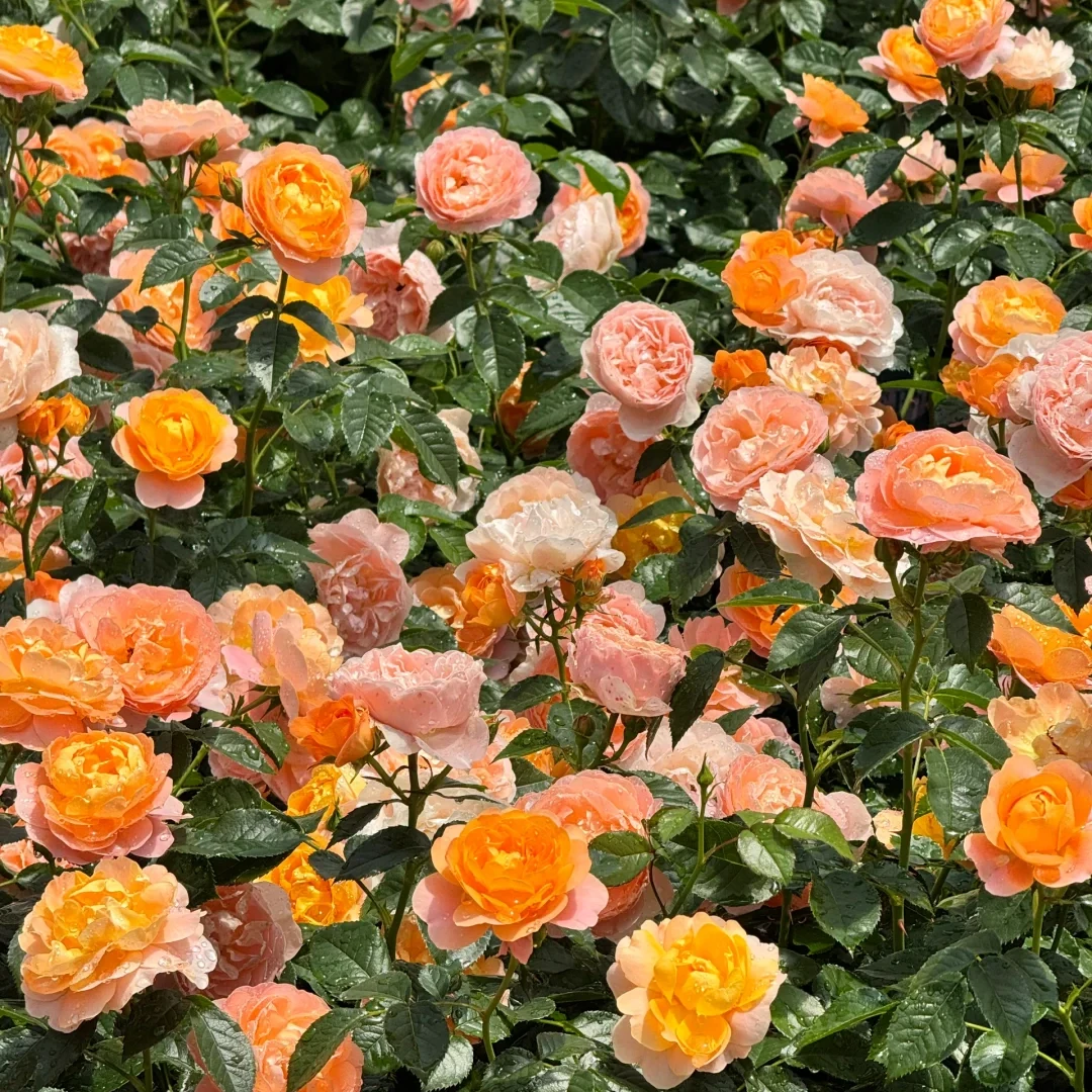 【1.5加仑】3年露天开花大苗月季花盆栽灌木爬藤